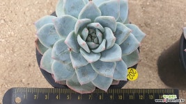 파랑새06011 다육식물
