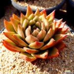 인디안바손,원종베션 중품♡ 묵은둥이 다육식물