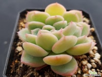 귀한 아마빌레철화6995 다육철화