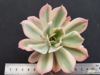 임브리카타금목대7029 다육금