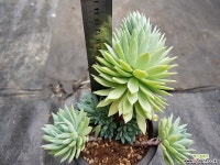 빵빠레 다육식물