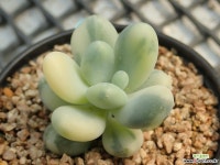 오비포럼 금_g45 다육금