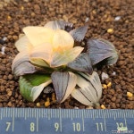 아트로푸스카금  0602-113 다육식물