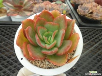 러우금6-393 다육금