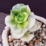 니크셔나금 다육금