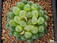 호박옵튜샤금 105-7299 하월시아