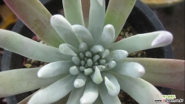 알비플로라91 두들레야