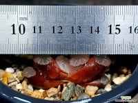 백아 96-14 하월시아