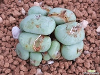 메튬 106-7428 코노피튬