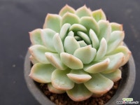 수련중품7186 다육식물