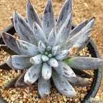 웅구아쿨라타(521) 다육식물