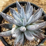 웅구아쿨라타(521) 다육식물