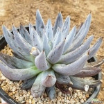 웅구아쿨라타(521) 다육식물