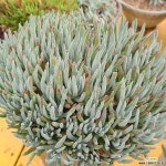 에듈리스대품(머릿수 셀수없어요) 0605-347 두들레야