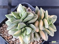 신동금자연군생 55 다육금