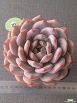 아리엘 다육식물