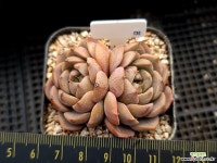 마룬힐 135 다육식물