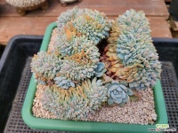 먼로철화 특대품(2몸으로 분리될수 있어요~) 다육철화