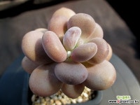 월미인 6-242 다육식물