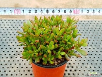 라디칸스 11-46 다육식물
