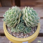 온슬로우목대자연 608-03 다육식물