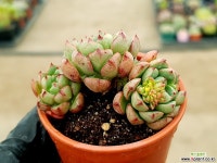 매직파이어 12-443 다육식물