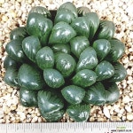 43.특가 블랙수정자옵튜사 다육식물