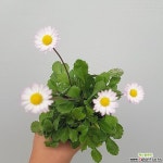 동국 초본류