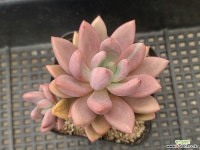 루비도나59 다육식물