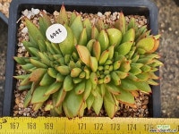 레드노블마리아철화 406-6942 다육철화