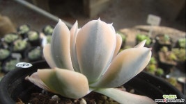 마케베니아금30 다육금