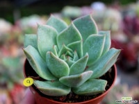 홍자(제이드스타 b타입) 다육식물