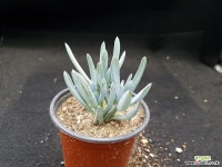 만보 6-182 다육식물