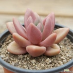 아마린스 0609-07 다육식물