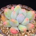 애플미인  0613-103 다육식물