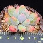 애플미인  0613-103 다육식물