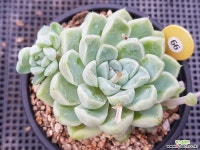 엘레강스 다육식물