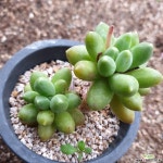천대전송(11) 다육식물