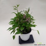 홍사초롱 야생화