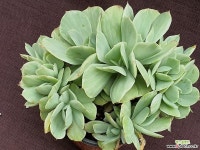 모모카백금 다육식물