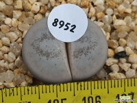 백곡옥 106-8952 리톱스/메셈