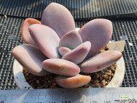 라온 3 다육식물