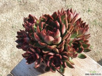 다크루브라 0145 0607 다육식물