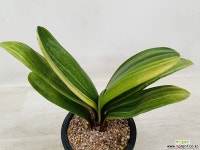 군자란-달마금 군자란