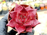 루밍 19-135 다육식물