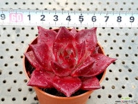 루밍 19-135 다육식물