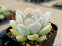 헤피데이 19-387 다육식물