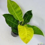 콩고 문라이트 초본류