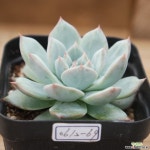 파랑새묵은아이 0612-69 다육식물