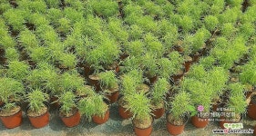 [더케이야생화] 댑싸리코키아(홍싸리) 야생화